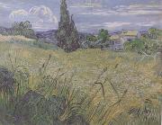 Green Wheat Field with Cypress (nn04)
